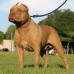 Guia em Corda Roliça com Mola - Para Cachorros - Diversos Tamanhos