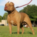 Guia em Corda Roliça para Cachorro - Diversos Tamanhos